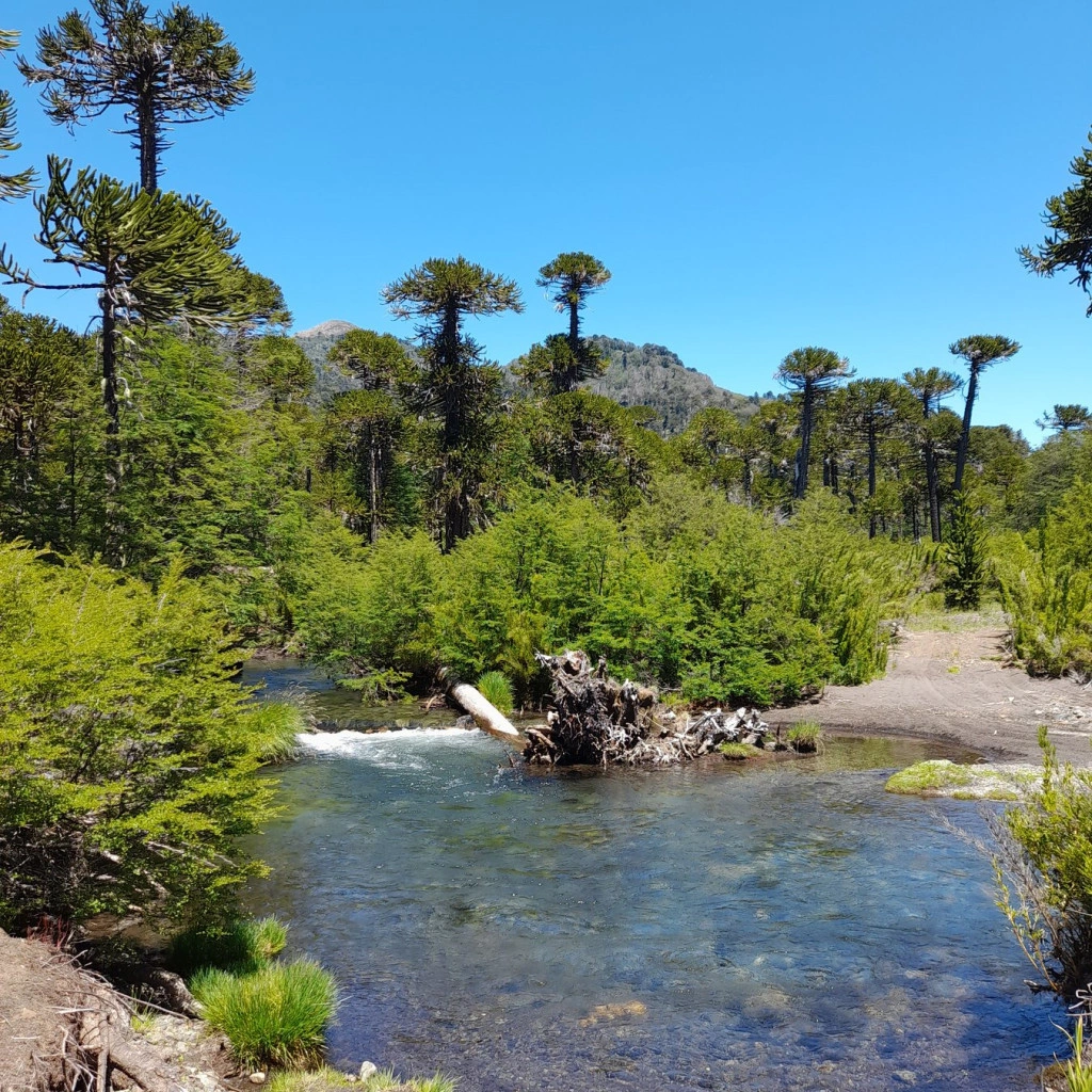 Araucarias